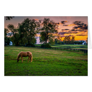 USA, Lexington, Kentucky. Ensam häst vid solnedgån Hälsningskort