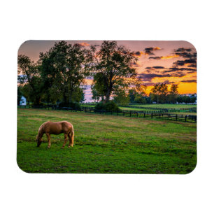 USA, Lexington, Kentucky. Ensam häst vid solnedgån Magnet