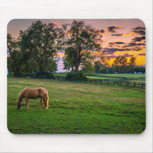 USA, Lexington, Kentucky. Ensam häst vid solnedgån Musmatta