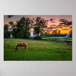 USA, Lexington, Kentucky. Ensam häst vid solnedgån Poster