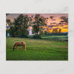 USA, Lexington, Kentucky. Ensam häst vid solnedgån Vykort