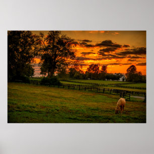 USA, Lexington, Kentucky. Ensidig häst vid sunset Poster