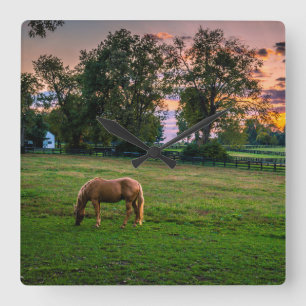 USA Lexington, Kentucky. Lone häst på solnedgån Fyrkantig Klocka