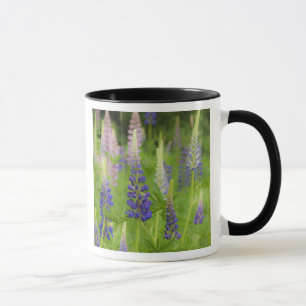 USA, Maine, Acadia National Park. Fält med Mugg
