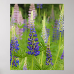 USA, Maine, Acadia National Park. Fält med Poster