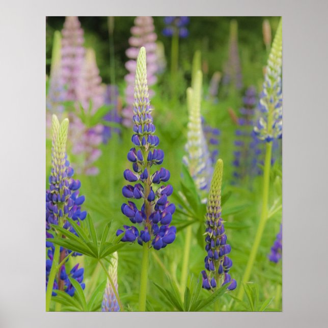 USA, Maine, Acadia National Park. Fält Poster (Framsidan)