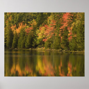 USA; Maine; Acadia NP. Fallreflektioner vid Poster
