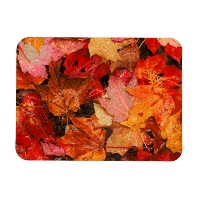 USA, Maine. Höstlönnblad Magnet (Horisontell)