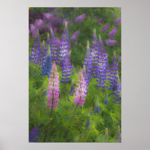USA, Maine, Southwest Harbor. Blodlupin Poster