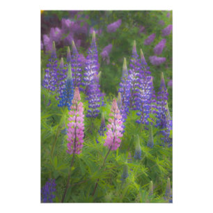 USA, Maine, Southwest Harbor. Blommande lupin Fototryck
