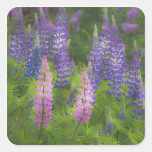 USA, Maine, Southwest Harbor. Blommande lupin Fyrkantigt Klistermärke