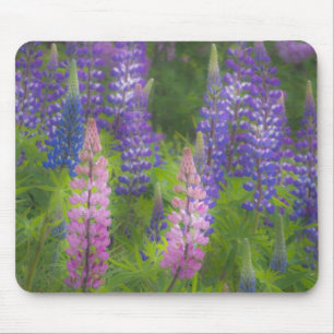 USA, Maine, Southwest Harbor. Blommande lupin Musmatta