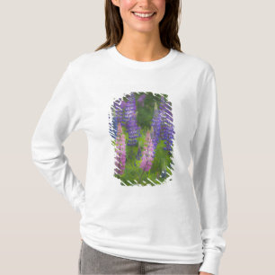 USA, Maine, Southwest Harbor. Blommande lupin Tee