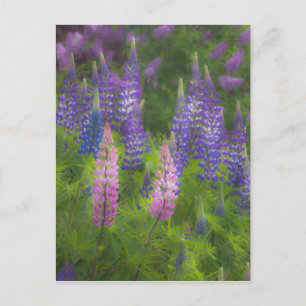 USA, Maine, Southwest Harbor. Blommande lupin Vykort
