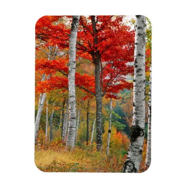 USA, Maine, Wyman Lake. Björkskog Magnet (Vertikal)
