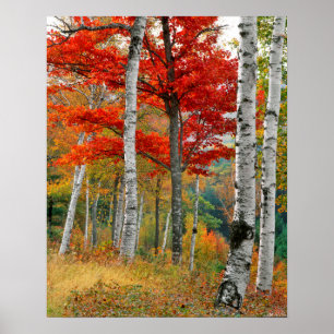USA, Maine, Wyman Lake. Skog av björk Poster