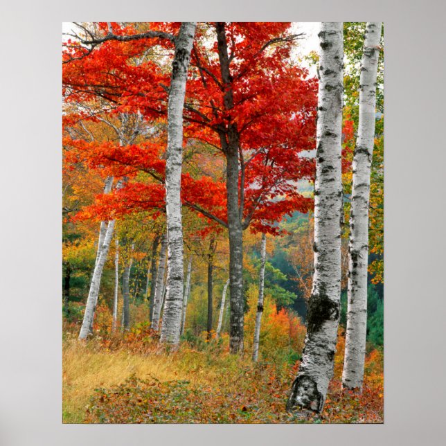 USA, Maine, Wyman Sjö. Fågelskog Poster (Framsidan)