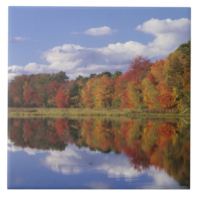 USA, Massachusetts, Acton. Reflektion av hösten Kakelplatta (Framsidan)
