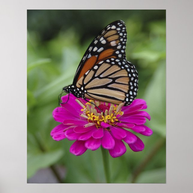 USA, Massachusetts, Boylston, Tower Hill Poster (Framsidan)