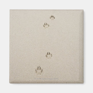 USA, Massachusetts, hund spår på sand Magnet