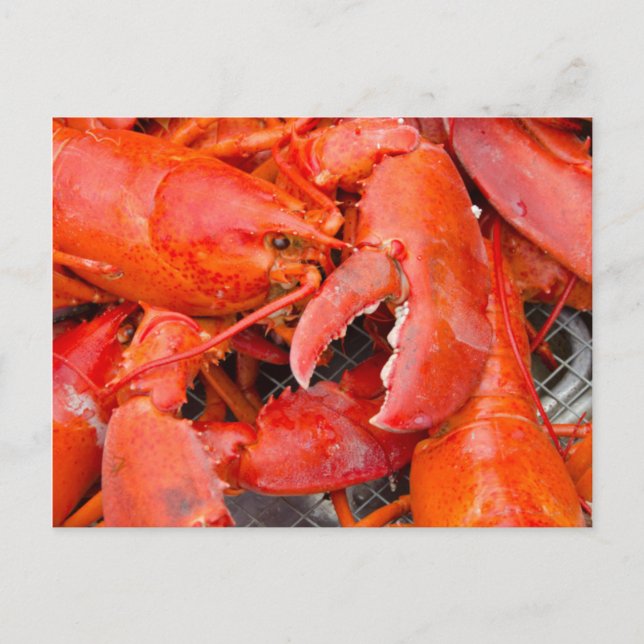 USA, Massachusetts, Martha's Vineyard Vykort (Framsida)
