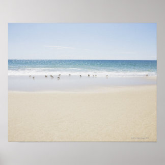 USA, Massachusetts, Tom strand 3 Poster