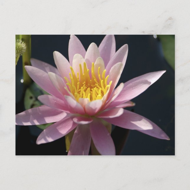 USA, Massachusetts, Underbar Barrington, liljepad Vykort (Framsida)