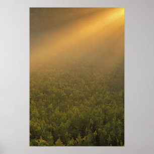USA, Michigan, Äng med gullrisväxter Poster