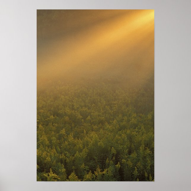 USA, Michigan, Äng med gullrisväxter Poster (Framsidan)