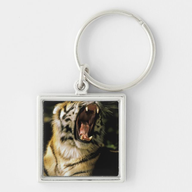 USA, Michigan, Detroit. Detroit Zoo, tiger 2 Fyrkantig Silverfärgad Nyckelring (Framsidan)