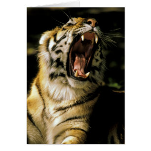 USA, Michigan, Detroit. Detroit Zoo, tiger 2 Hälsningskort