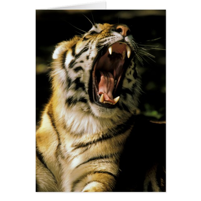 USA, Michigan, Detroit. Detroit Zoo, tiger 2 Hälsningskort (Framsidan)