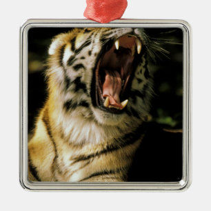 USA, Michigan, Detroit. Detroit Zoo, tiger 2 Julgransprydnad Metall