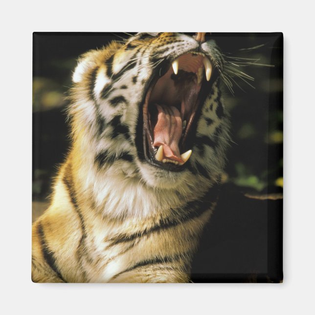 USA, Michigan, Detroit. Detroit Zoo, tiger 2 Magnet (Framsidan)