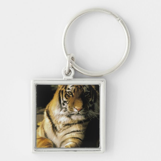 USA, Michigan, Detroit. Detroit Zoo, tiger 3 Fyrkantig Silverfärgad Nyckelring (Framsidan)