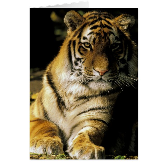 USA, Michigan, Detroit. Detroit Zoo, tiger 3 Hälsningskort (Framsidan)