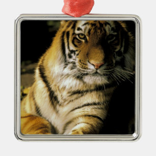 USA, Michigan, Detroit. Detroit Zoo, tiger 3 Julgransprydnad Metall