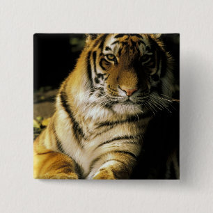 USA, Michigan, Detroit. Detroit Zoo, tiger 3 Knapp