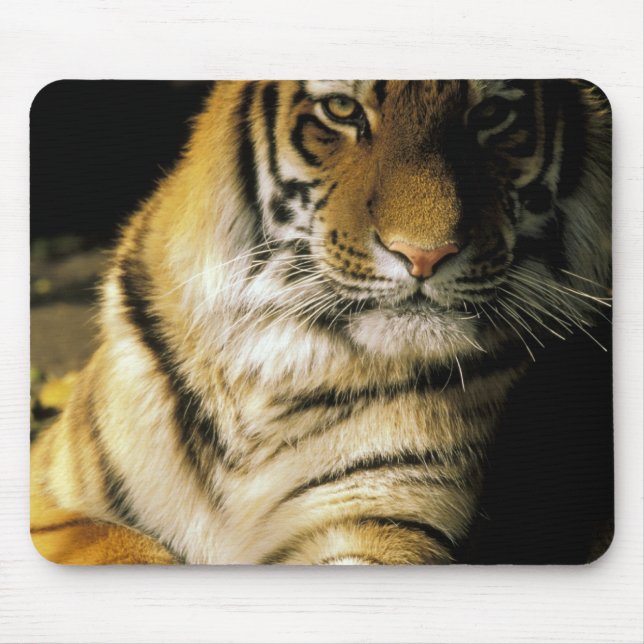 USA, Michigan, Detroit. Detroit Zoo, tiger 3 Musmatta (Framsidan)