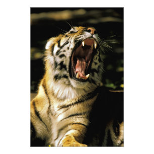 USA, Michigan, Detroit. Detroit Zoo, tiger Fototryck