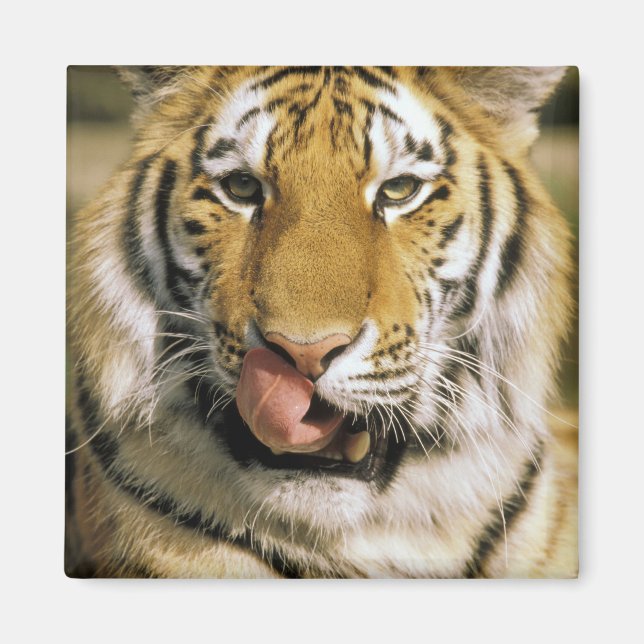 USA, Michigan, Detroit. Detroit Zoo, tiger Magnet (Framsidan)