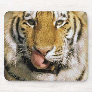 USA, Michigan, Detroit. Detroit Zoo, tiger Musmatta
