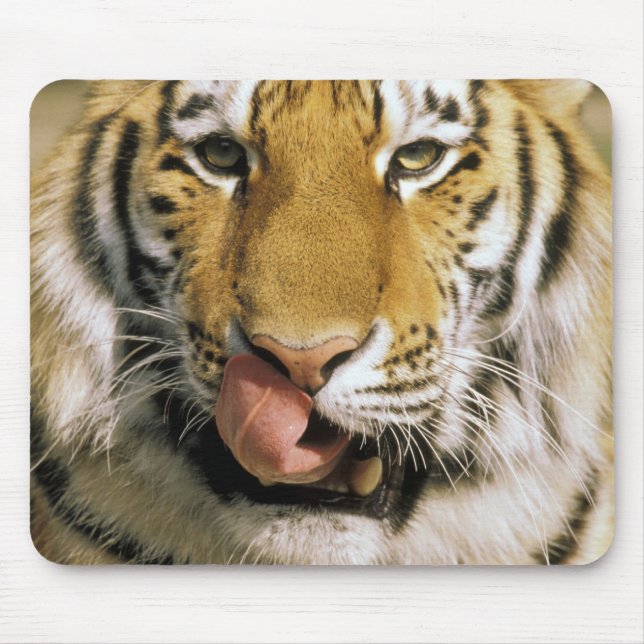 USA, Michigan, Detroit. Detroit Zoo, tiger Musmatta (Framsidan)