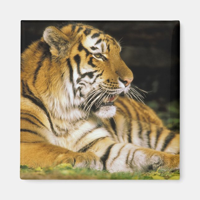 USA, Michigan, Detroit. Detroit Zoo, tiger på Magnet (Framsidan)