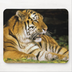 USA, Michigan, Detroit. Detroit Zoo, tiger på Musmatta