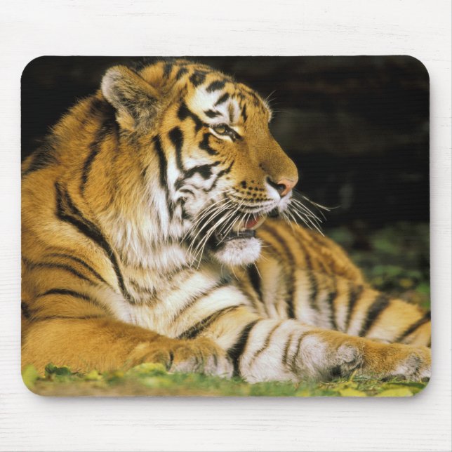 USA, Michigan, Detroit. Detroit Zoo, tiger på Musmatta (Framsidan)