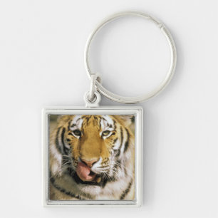 USA, Michigan, Detroit. Detroit Zoo, tiger på sven Fyrkantig Silverfärgad Nyckelring
