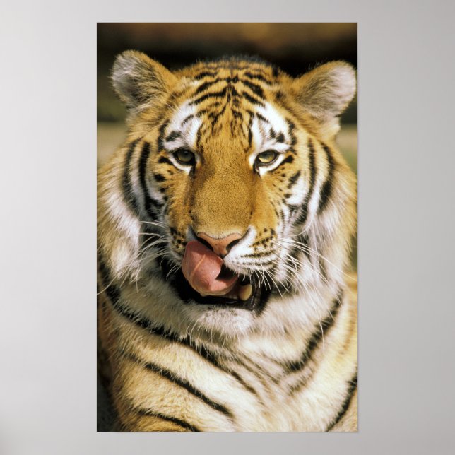 USA, Michigan, Detroit. Detroit Zoo, tiger Poster (Framsidan)