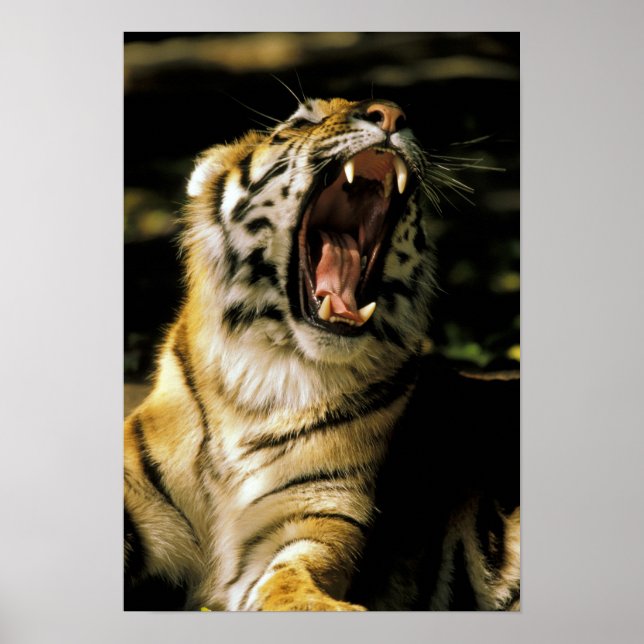 USA, Michigan, Detroit. Detroit Zoo, tiger Poster (Framsidan)