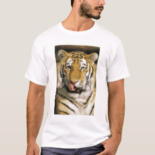 USA, Michigan, Detroit. Detroit Zoo, tiger T Shirt